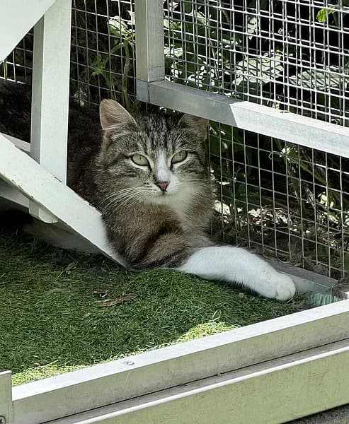 Gnoddl, female puppy European Shorthair for adoption at Tierheim Frankenthal