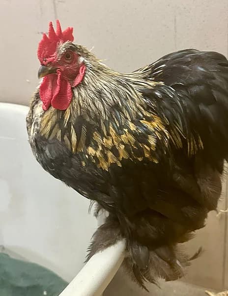 Adalbert, mixed breed for adoption at Tierheim Frankenthal