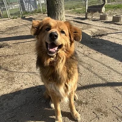 Bär, male 5yo Mixed Breed for adoption at Tierheim Frankenthal