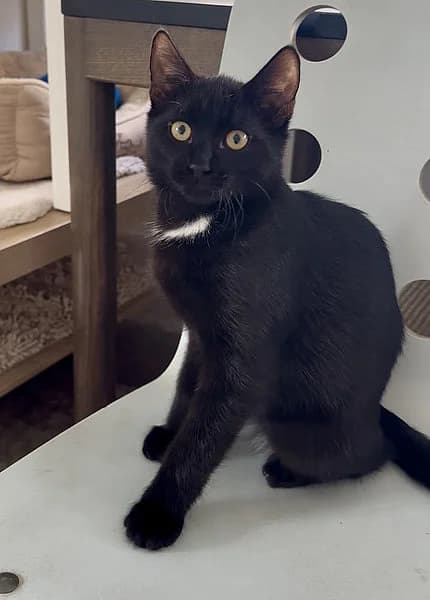 Bailando, male senior mixed breed for adoption at Tierheim Frankenthal