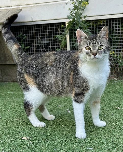 Bix, female European Shorthair for adoption at Tierheim Frankenthal