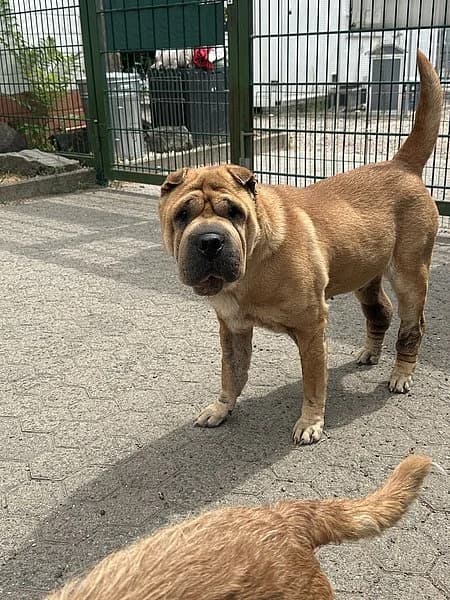 Chika & Helga ++haben Interessenten++, female senior Shar Pei for adoption at Tierheim Frankenthal