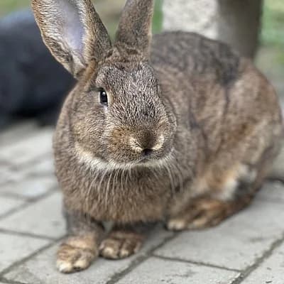 Klaus-Peter, male mixed breed for adoption at Tierheim Frankenthal