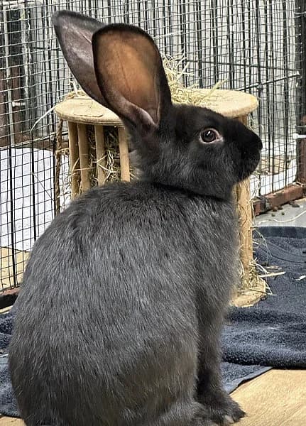 Cotton Eye Joe, male mixed breed for adoption at Tierheim Frankenthal