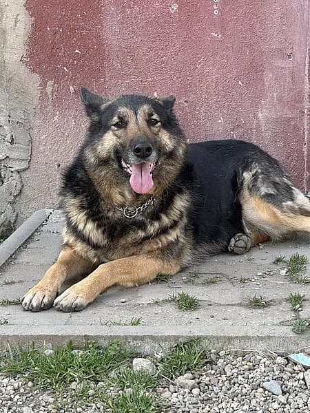Daisy & Eddy, male senior German Shepherd for adoption at Tierheim Frankenthal