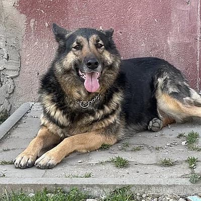 Daisy & Eddy, male senior German Shepherd for adoption at Tierheim Frankenthal