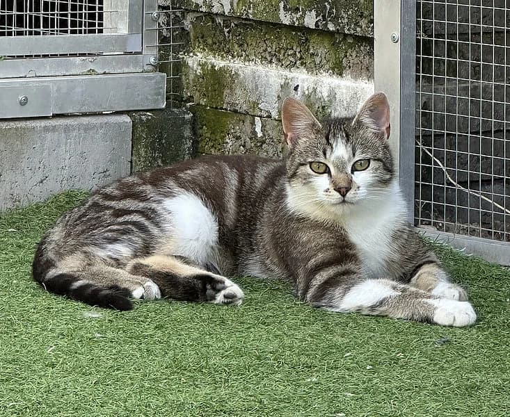 Dibbe ++hat Interessenten++, male European Shorthair for adoption at Tierheim Frankenthal