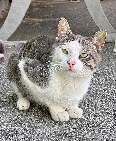 Dieter & Thomas, male European Shorthair for adoption at Tierheim Frankenthal