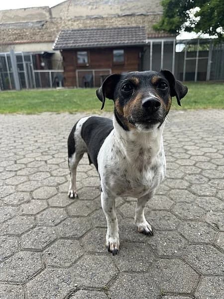 Dina, weiss female 5yo Jack Russell Terrier for adoption at Tierheim Frankenthal
