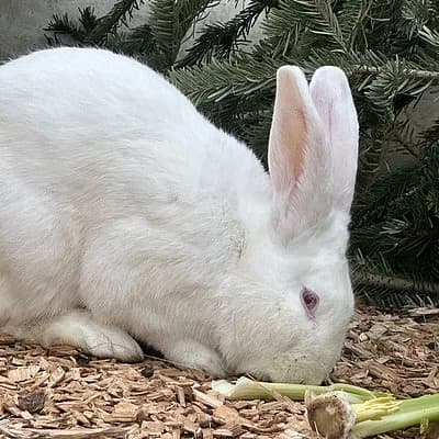 Donner, male mixed breed for adoption at Tierheim Frankenthal