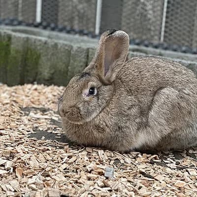 Vixen, male mixed breed for adoption at Tierheim Frankenthal