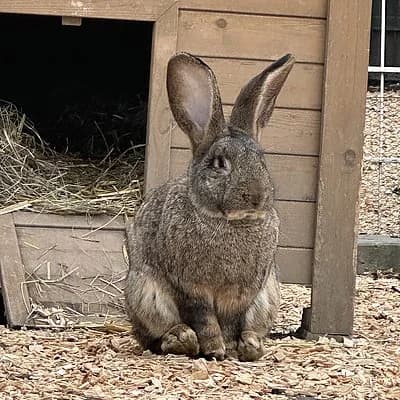 Prancer, male mixed breed for adoption at Tierheim Frankenthal