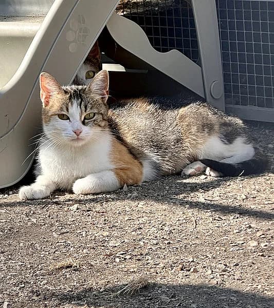 Ellwetritsche, female European Shorthair for adoption at Tierheim Frankenthal