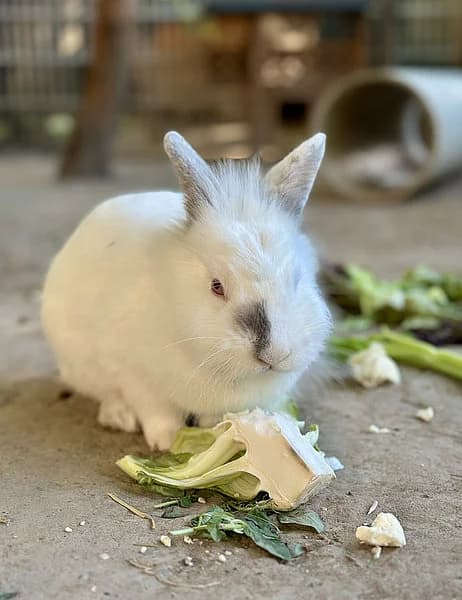 Feodora, female mixed breed for adoption at Tierheim Frankenthal