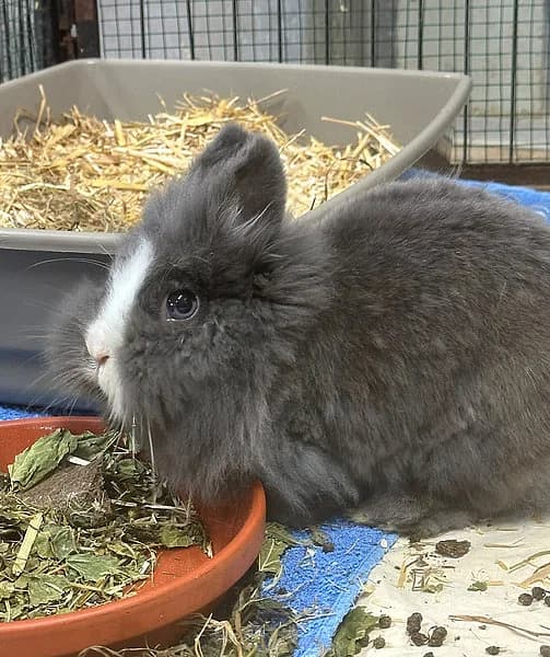 Finchen, female mixed breed for adoption at Tierheim Frankenthal