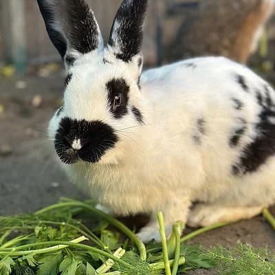 Hanna-Luise, female mixed breed for adoption at Tierheim Frankenthal