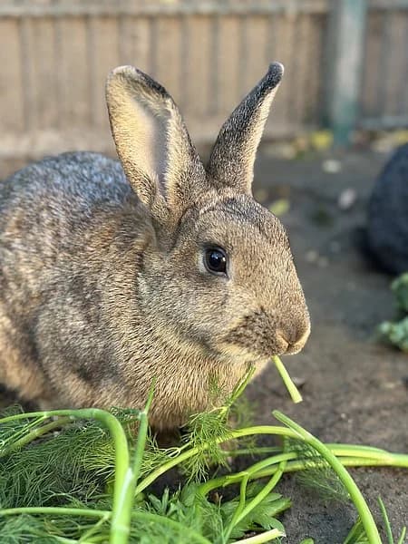 Hildegard-Theresia, female mixed breed for adoption at Tierheim Frankenthal