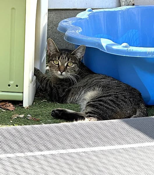 Hinkel, female European Shorthair for adoption at Tierheim Frankenthal