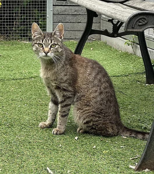 Hinkel, female European Shorthair for adoption at Tierheim Frankenthal