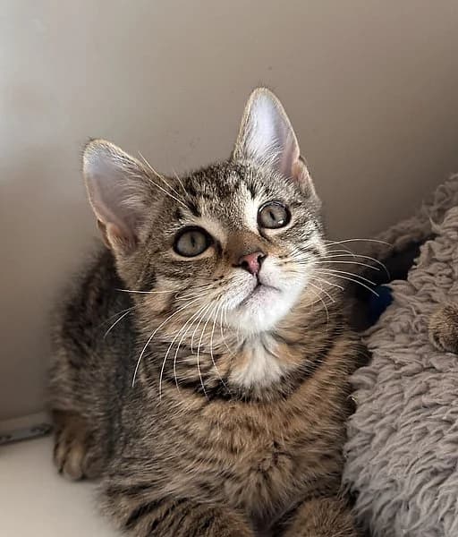 Scatmann, Bailando, Tom, male European Shorthair for adoption at Tierheim Frankenthal