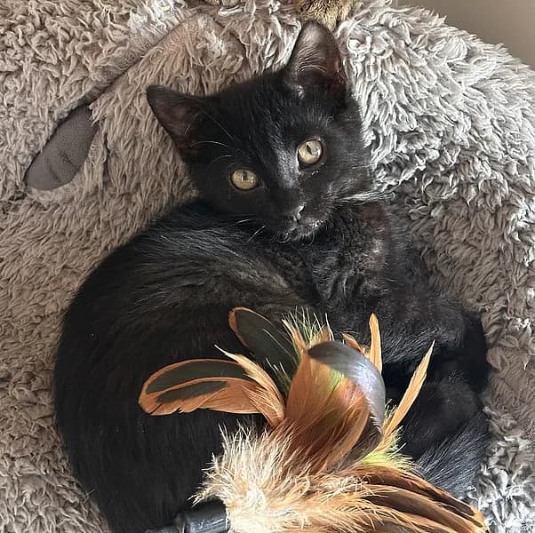 Bailando, male European Shorthair for adoption at Tierheim Frankenthal