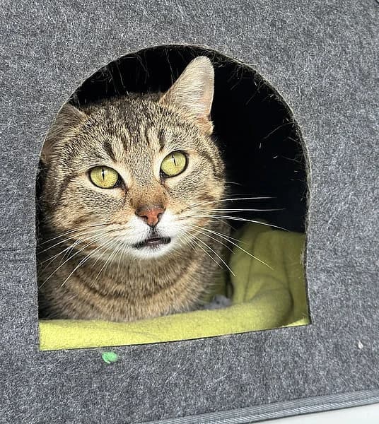 Kättel Feierdach, female European Shorthair for adoption at Tierheim Frankenthal
