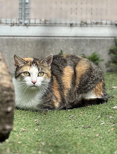 Kannstraub, female European Shorthair for adoption at Tierheim Frankenthal