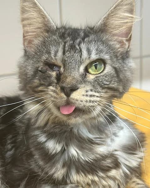 Katana, female European Shorthair for adoption at Tierheim Frankenthal