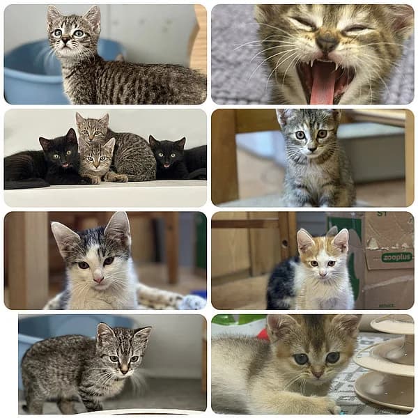 Kitten, male European Shorthair for adoption at Tierheim Frankenthal