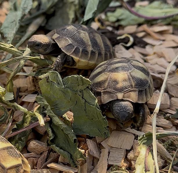 Landschildkröten, mixed breed for adoption at Tierheim Frankenthal