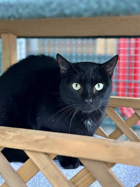 Le, male senior mixed breed for adoption at Tierheim Frankenthal