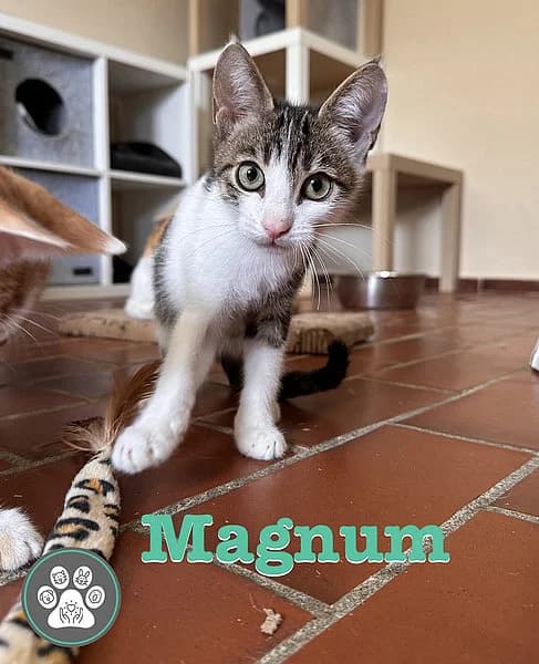 Manolo, Mo, Micha, Milan, Magnum, Milky, Marvin, male senior mixed breed for adoption at Tierheim Frankenthal