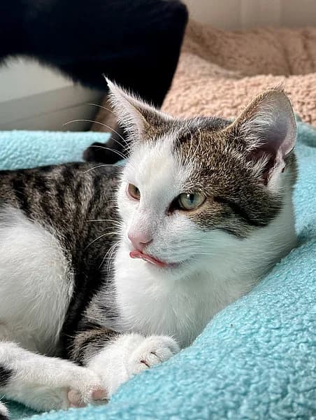 Max, male senior mixed breed for adoption at Tierheim Frankenthal