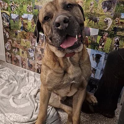 Micha, male senior mixed breed for adoption at Tierheim Frankenthal
