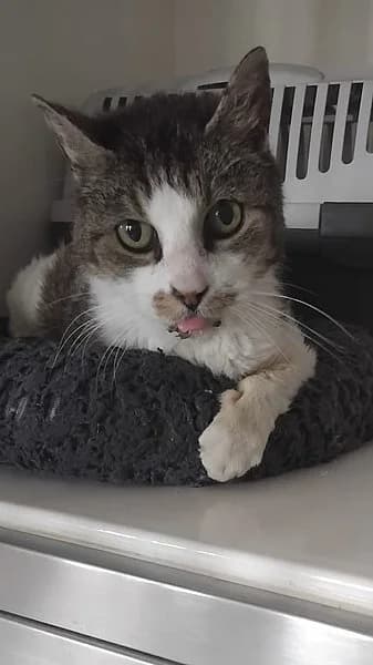 Mr. Grantig, female senior European Shorthair for adoption at Tierheim Frankenthal