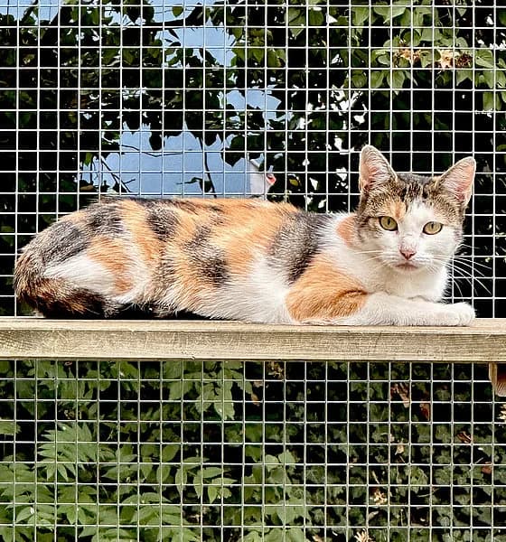 Nunner, female European Shorthair for adoption at Tierheim Frankenthal