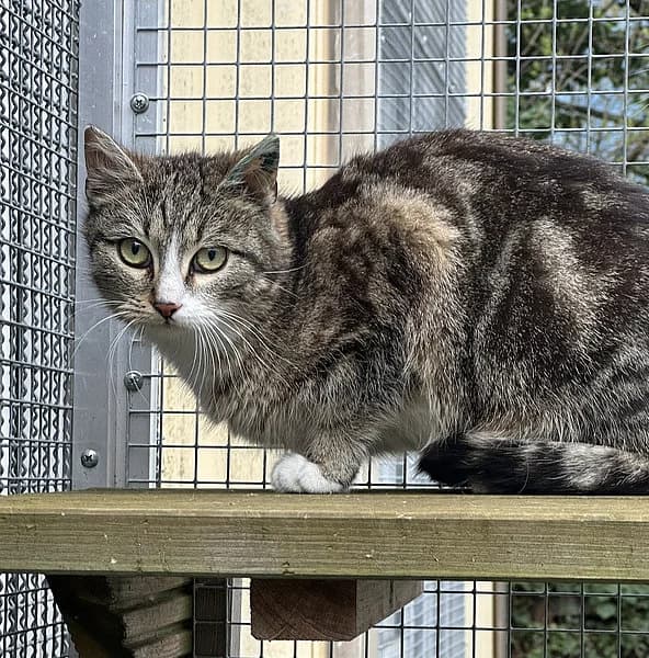Goldisch Grott, Allerhopp, Kerscheblotzer, Peederle,...., male senior European Shorthair for adoption at Tierheim Frankenthal