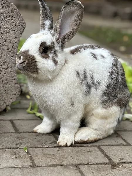 Sören-Malte, male mixed breed for adoption at Tierheim Frankenthal