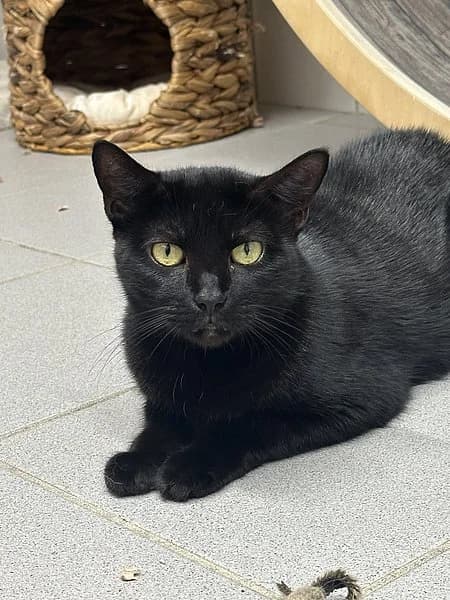 Smells, Like, Teen, Spirit, male senior mixed breed for adoption at Tierheim Frankenthal