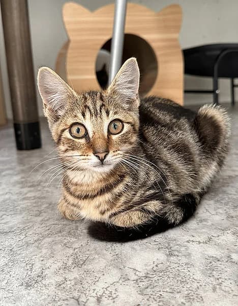 Stefan, male senior mixed breed for adoption at Tierheim Frankenthal