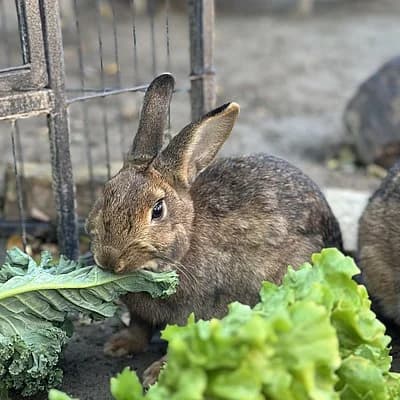 Stella-Marie, female mixed breed for adoption at Tierheim Frankenthal