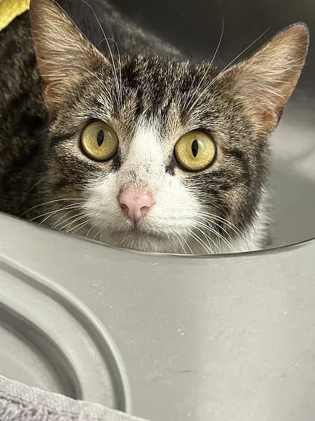 Tori, Tally, Hilary, Maverick, Destiny, Hudson, Curtis und Kelly, female young European Shorthair for adoption at Tierheim Frankenthal