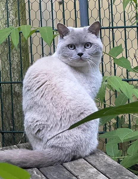Velvet, female 3yo British Shorthair for adoption at Tierheim Frankenthal