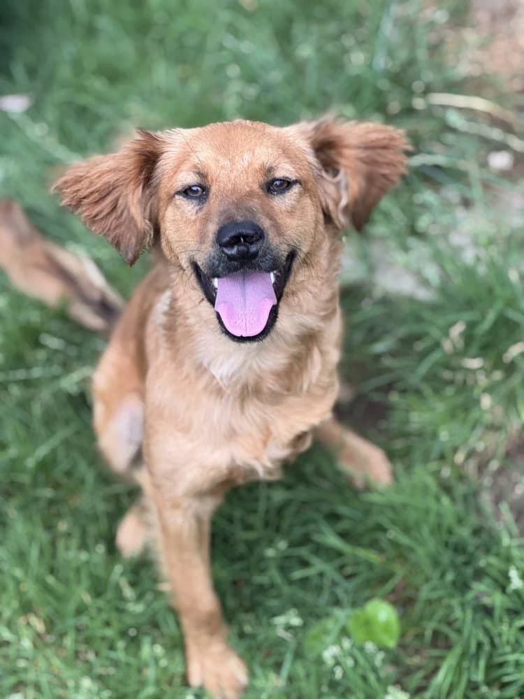 Sara, female Mixed Breed for adoption at Tierschutzverein Freilassing, Freilassing