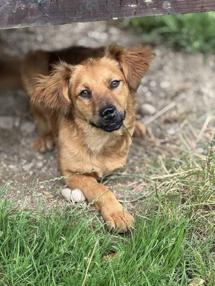 Sara, female Mixed Breed for adoption at Tierschutzverein Freilassing, Freilassing