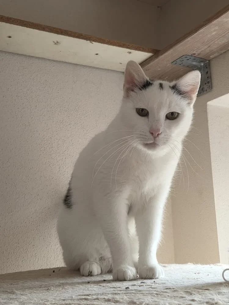 Pelle, male mixed breed for adoption at Tierschutzverein Freilassing, Freilassing