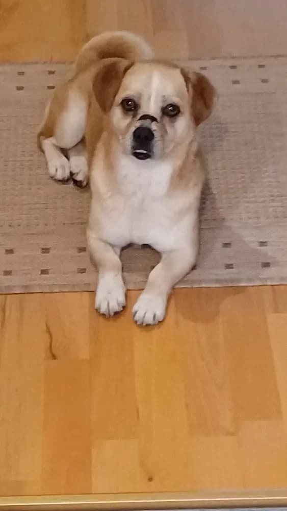 Fipsy, male Mixed Breed for adoption at Tierschutzverein Freilassing, Freilassing