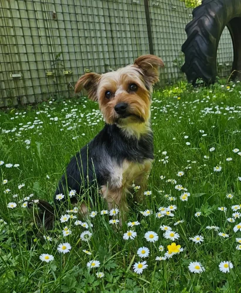 Beethoven, male Yorkshire Terrier for adoption at Tierschutzverein Freilassing, Freilassing