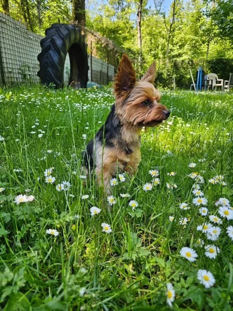Luggi, male Yorkshire Terrier for adoption at Tierschutzverein Freilassing, Freilassing