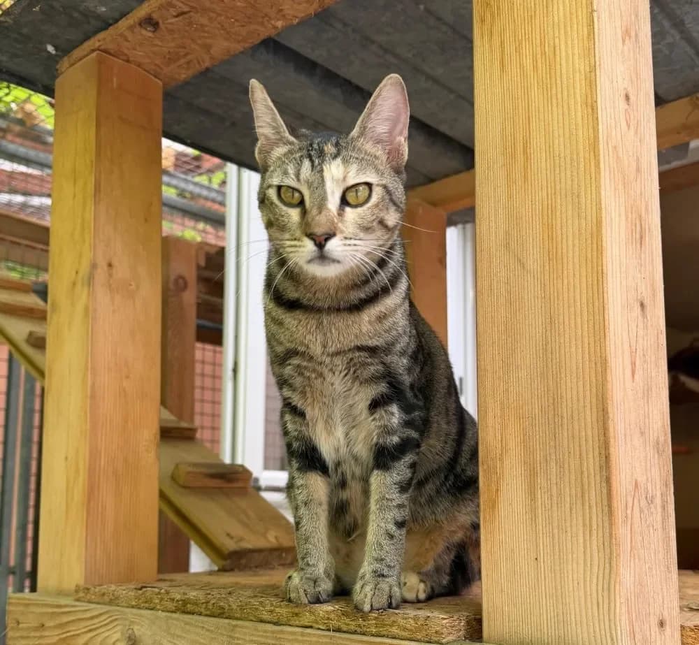 Macy, female mixed breed for adoption at Tierschutzverein Freilassing, Freilassing